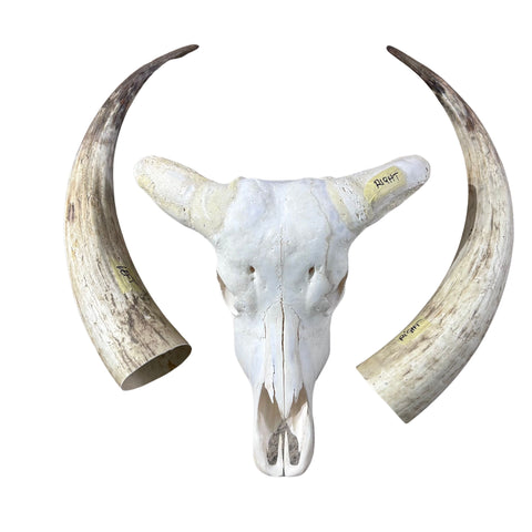 Watusi Skull Real Watusi Cattle Skull TAXIDERMY SKULL Bull Skull 40Lx27WX9D in