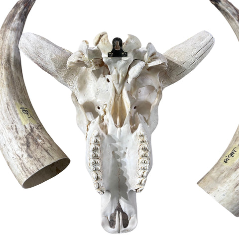 Watusi Skull Real Watusi Cattle Skull TAXIDERMY SKULL Bull Skull 40Lx27WX9D in