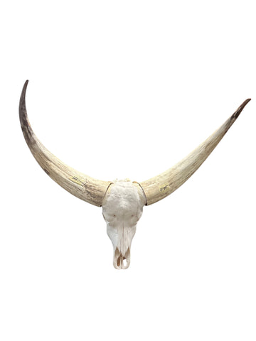 Watusi Skull Real Watusi Cattle Skull TAXIDERMY SKULL Bull Skull 40Lx27WX9D in