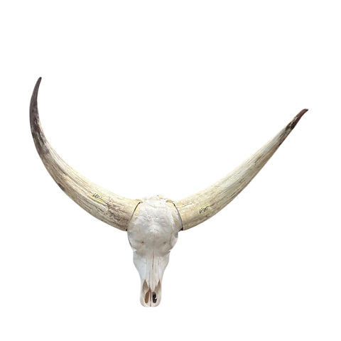 Watusi Skull Real Watusi Cattle Skull TAXIDERMY SKULL Bull Skull 40Lx27WX9D in