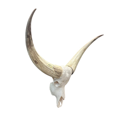 Watusi Skull Real Watusi Cattle Skull TAXIDERMY SKULL Bull Skull 40Lx27WX9D in