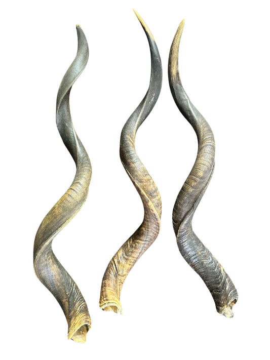 Kudu Horn XXL, African Antelope Outer Horn HUGE Size XXL - Size: Approx. 38" (measured straight)/ around 48" measured around curls