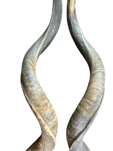 1 corne de koudou, corne extérieure d'antilope africaine taille XXL - huilée - Taille : environ 96 cm (mesurée droite) / environ 122 cm mesurée autour des boucles 