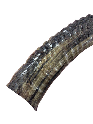 Antelope Shofar or Trumpet, African Antelope Shofar Size XXXL, Slightly Polished