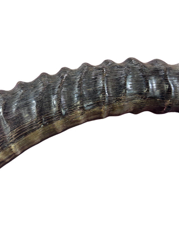 Antelope Shofar or Trumpet, African Antelope Shofar Size XXXL, Slightly Polished