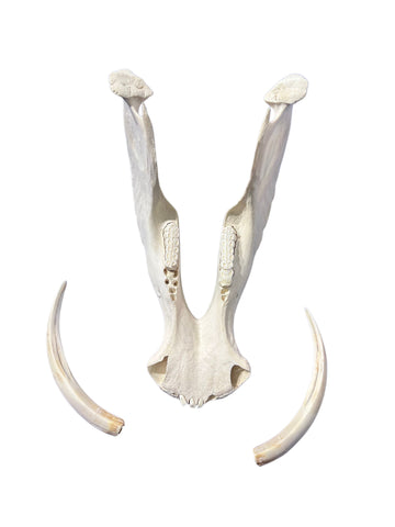 African Warthog Skull Real Wild Pig Natural Skull About 15 X 12 X8" - 9.7" Tusk