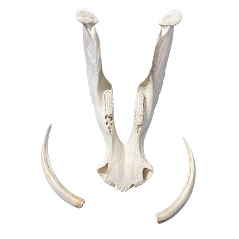 African Warthog Skull Real Wild Pig Natural Skull About 15 X 12 X8" - 9.7" Tusk