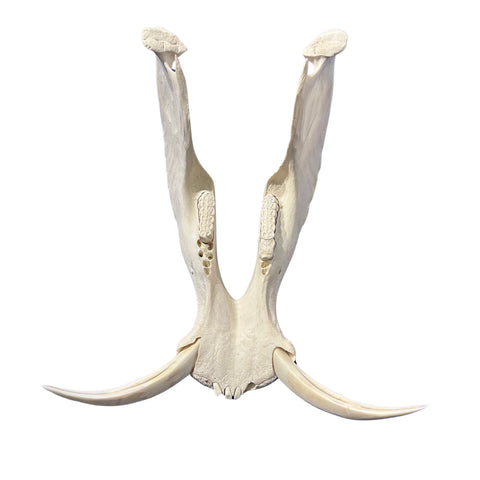 African Warthog Skull Real Wild Pig Natural Skull About 15 X 12 X8" - 9.7" Tusk