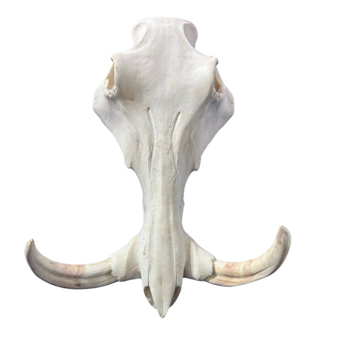 African Warthog Skull Real Wild Pig Natural Skull About 15 X 12 X8" - 9.7" Tusk