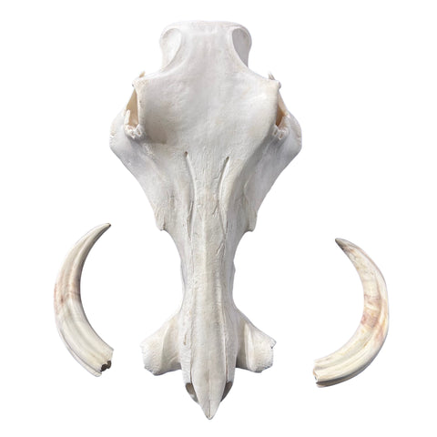 African Warthog Skull Real Wild Pig Natural Skull About 15 X 12 X8" - 9.7" Tusk