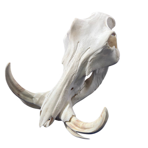 African Warthog Skull Real Wild Pig Natural Skull About 15 X 12 X8" - 9.7" Tusk