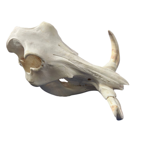 African Warthog Skull Real Wild Pig Natural Skull About 15 X 12 X8" - 9.7" Tusk