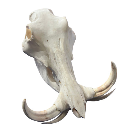 African Warthog Skull Real Wild Pig Natural Skull About 15 X 12 X8" - 9.7" Tusk