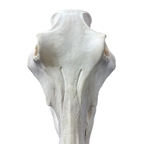 African Warthog Skull Real Wild Pig Natural Skull About 15 X 12 X8" - 9.7" Tusk