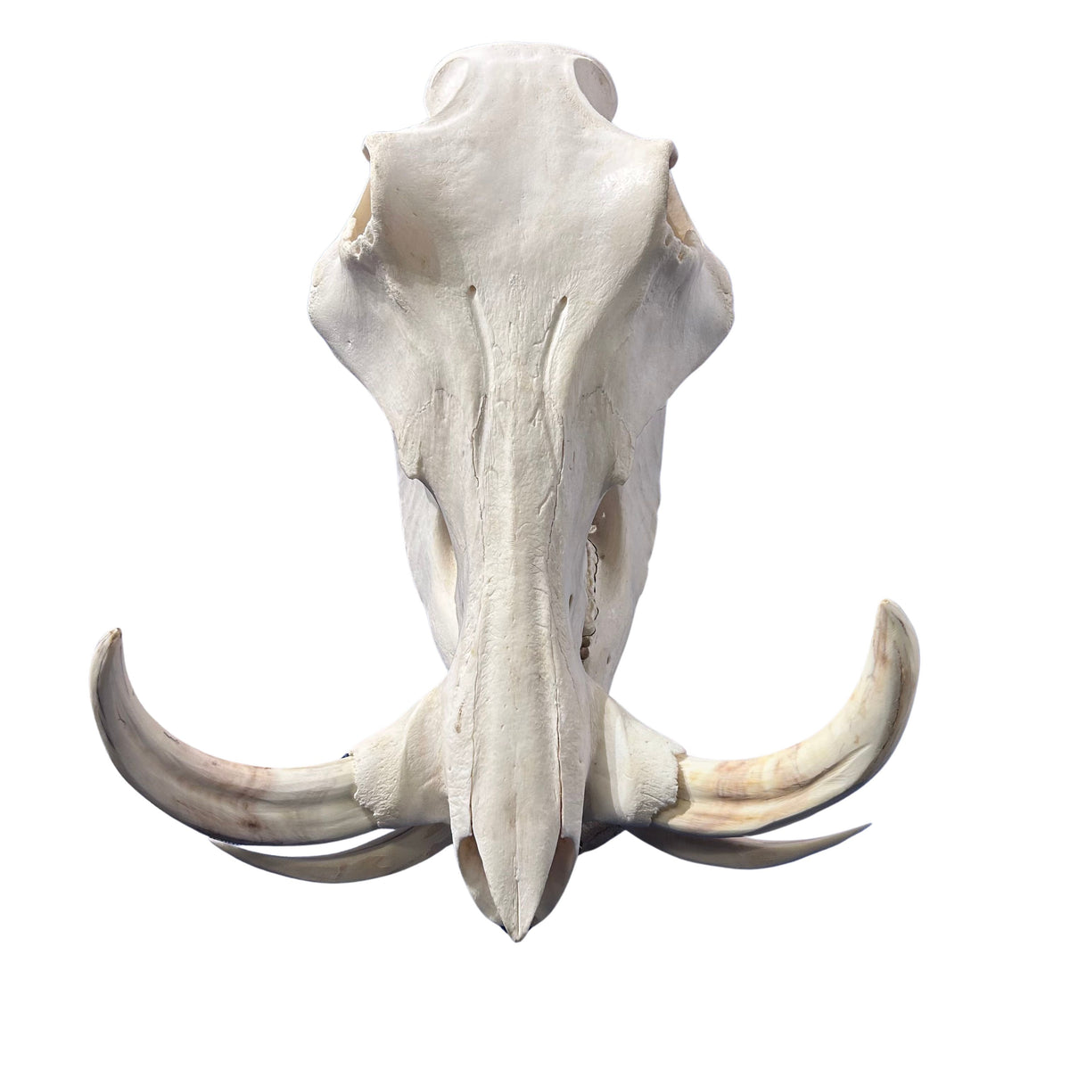 African Warthog Skull Real Wild Pig Natural Skull About 15 X 12 X8" - 9.7" Tusk