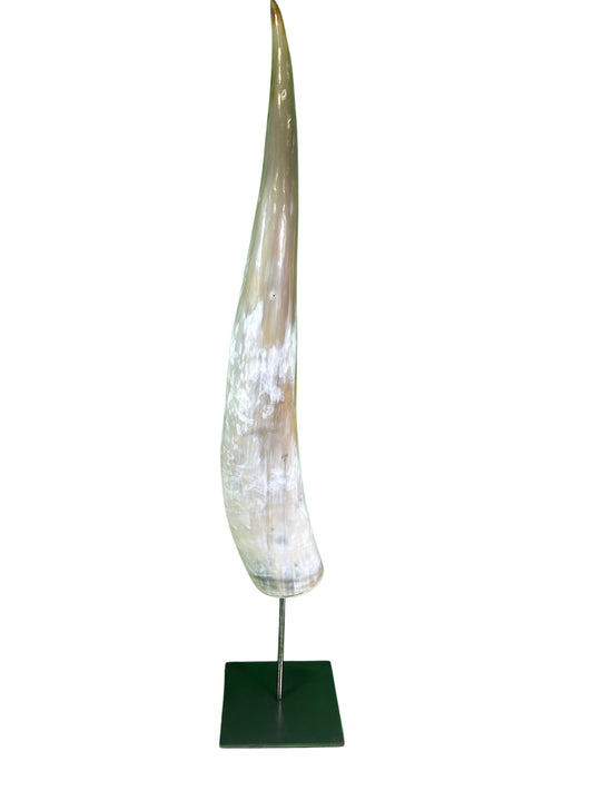 Polished Watusi Cow Horn on Metal Stand African -Cattle Outer Horn - Size: About 30" horn length (base is 6X6X7 3/4")