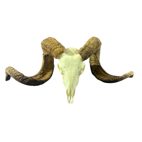 Real Ram Skull Real Merino Ram Skull - Approx Size: 12LX30WX10D inches