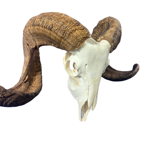 Real Ram Skull Real Merino Ram Skull - Approx Size: 12LX30WX10D inches