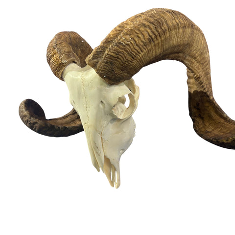 Real Ram Skull Real Merino Ram Skull - Approx Size: 12LX30WX10D inches