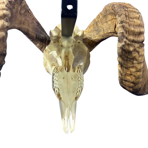 Real Ram Skull Real Merino Ram Skull - Approx Size: 12LX30WX10D inches