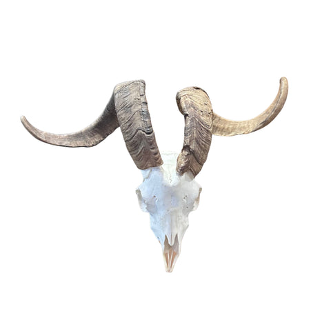 Real Ram Skull Real Angora Ram Skull - Approx Size: 16LX24WX12D inches