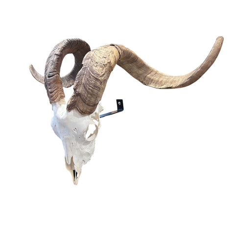 Real Ram Skull Real Angora Ram Skull - Approx Size: 16LX24WX12D inches