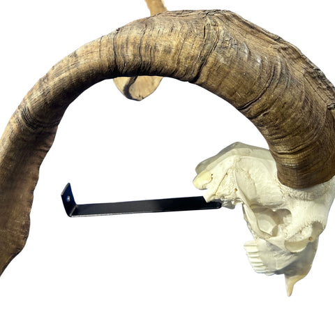 Real Ram Skull Real Angora Ram Skull - Approx Size: 16LX24WX12D inches