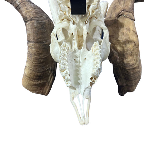 Real Ram Skull Real Angora Ram Skull - Approx Size: 16LX24WX12D inches