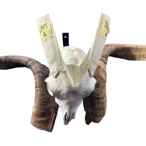 Real Ram Skull Real Angora Ram Skull - Approx Size: 16LX24WX12D inches