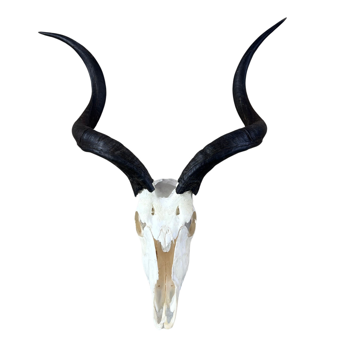 Real Kudu Skull - Real African Kudu Antelope Skull - Horns are about 32"