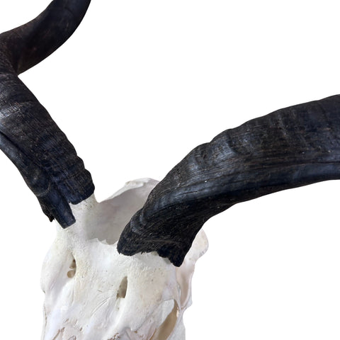 Real Kudu Skull - Real African Kudu Antelope Skull - Horns are about 32"