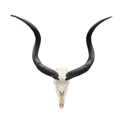 Real Kudu Skull - Real African Kudu Antelope Skull - Horns are about 32"