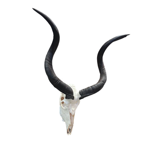 Real Kudu Skull - Real African Kudu Antelope Skull - Horns are about 32"