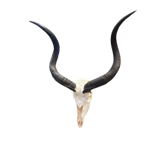 Real Kudu Skull - Real African Kudu Antelope Skull - Horns are about 32"