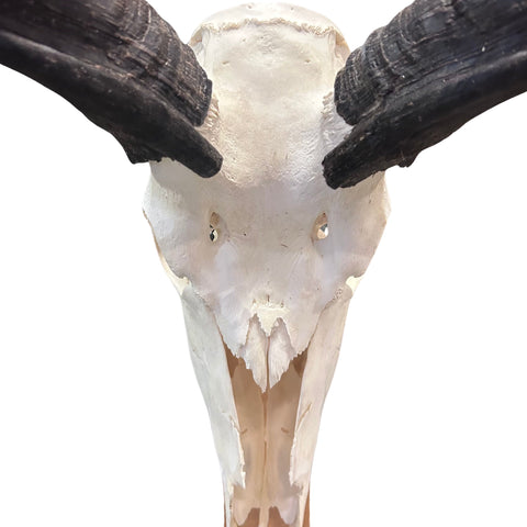 Real Kudu Skull - Real African Kudu Antelope Skull - Horns are about 32"