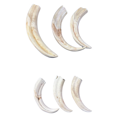 Warthog Tusks- 6 Real tusks (3 X-Large polished/3 Medium natural) Genuine African Warthog Teeth