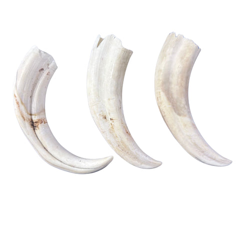 Warthog Tusks- 6 Real tusks (3 X-Large polished/3 Medium natural) Genuine African Warthog Teeth