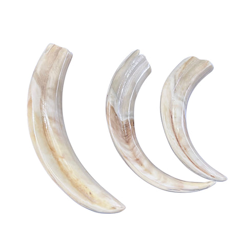 Warthog Tusks- 6 Real tusks (3 X-Large polished/3 Medium natural) Genuine African Warthog Teeth