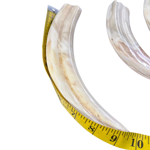 Warthog Tusks- 6 Real tusks (3 X-Large polished/3 Medium natural) Genuine African Warthog Teeth