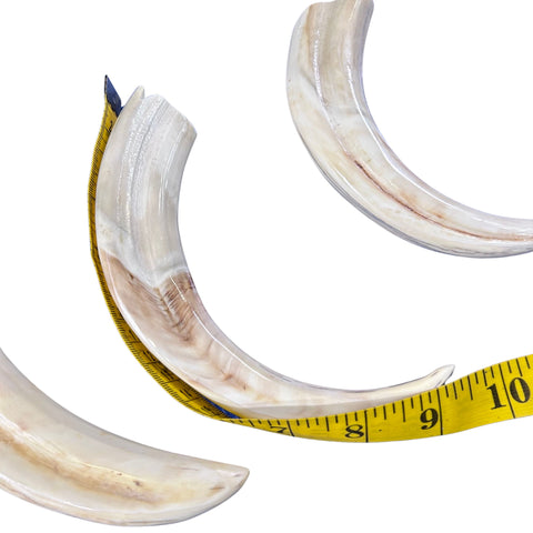 Warthog Tusks- 6 Real tusks (3 X-Large polished/3 Medium natural) Genuine African Warthog Teeth