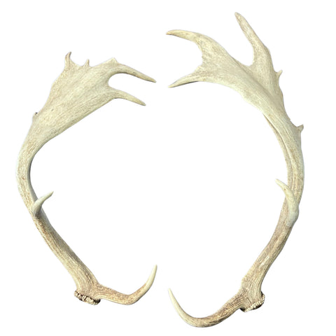 Large Fallow Deer Horns Size: 11x27x10 inches