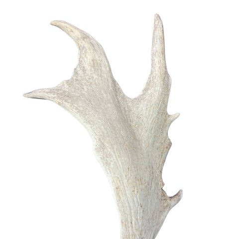 Large Fallow Deer Horns Size: 11x27x10 inches