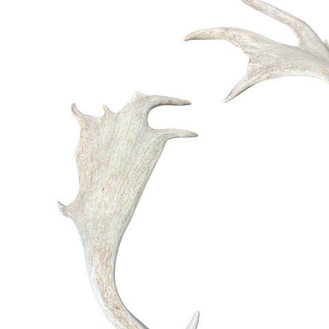 Large Fallow Deer Horns Size: 11x27x10 inches
