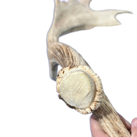 Large Fallow Deer Horns Size: 11x27x10 inches