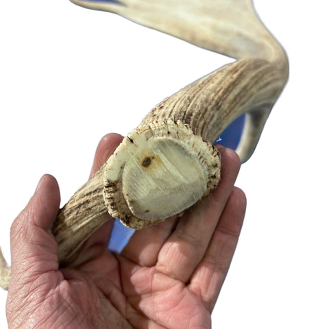 Large Fallow Deer Horns Size: 11x27x10 inches