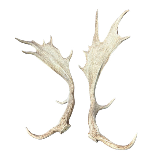 Large Fallow Deer Horns Size: 11x27x10 inches