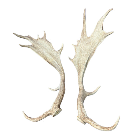 Large Fallow Deer Horns Size: 11x27x10 inches