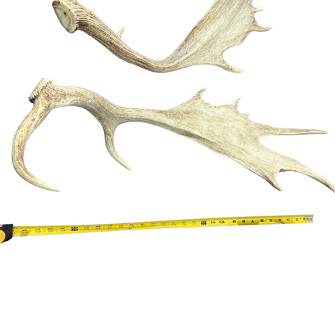 Large Fallow Deer Horns Size: 11x27x10 inches