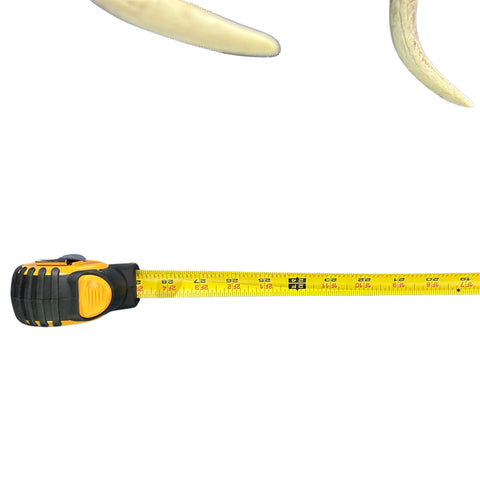 Large Fallow Deer Horns Size: 11x27x10 inches