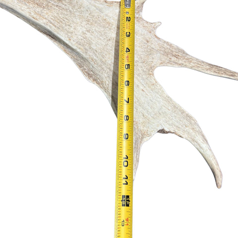 Large Fallow Deer Horns Size: 11x27x10 inches